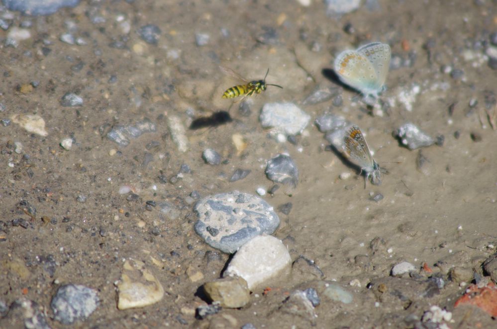 Wespe trinkt neben Schmetterling