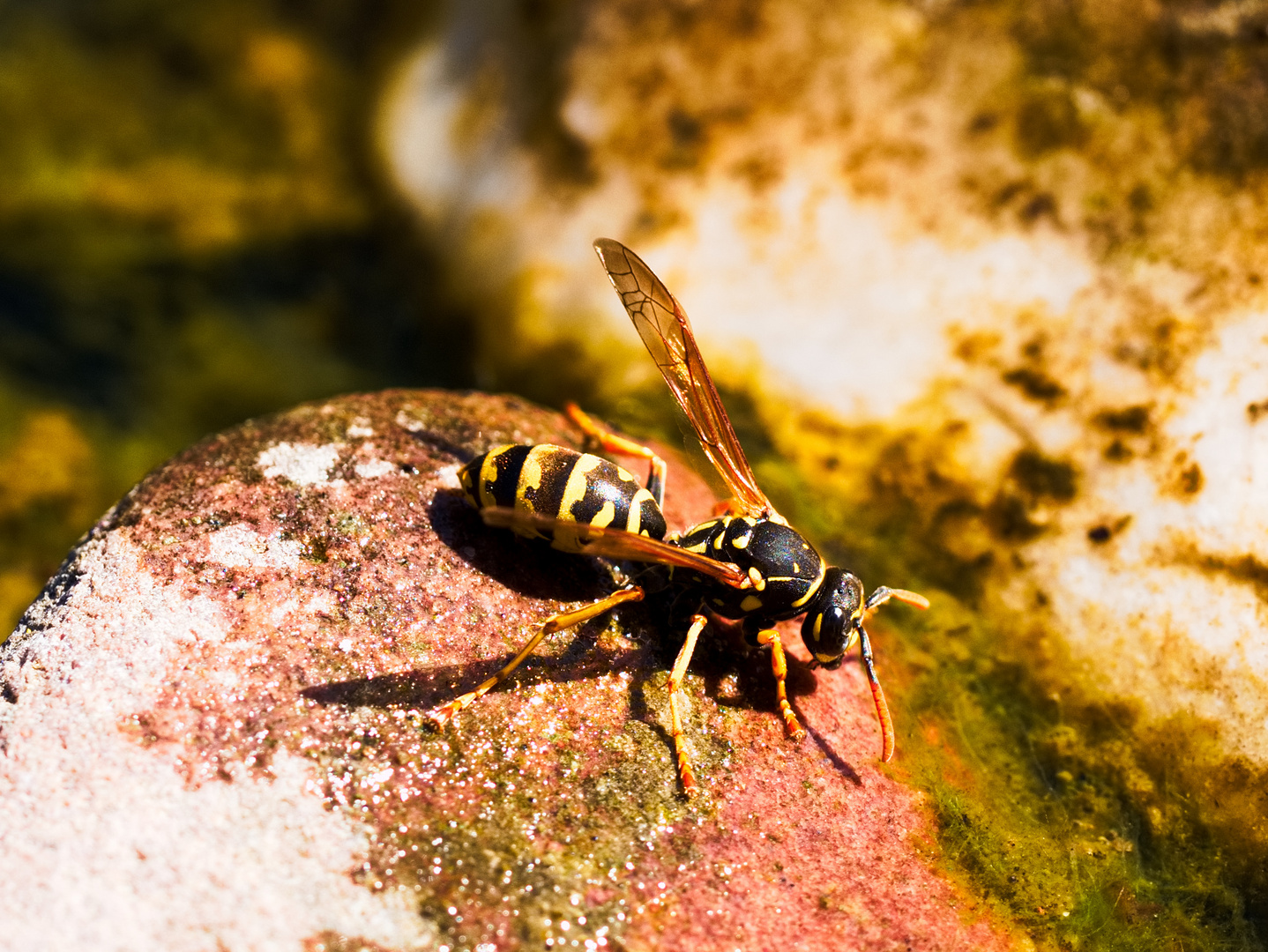 Wespe trinkt Wasser Seitenansicht