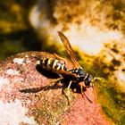 Wespe trinkt Wasser Seitenansicht