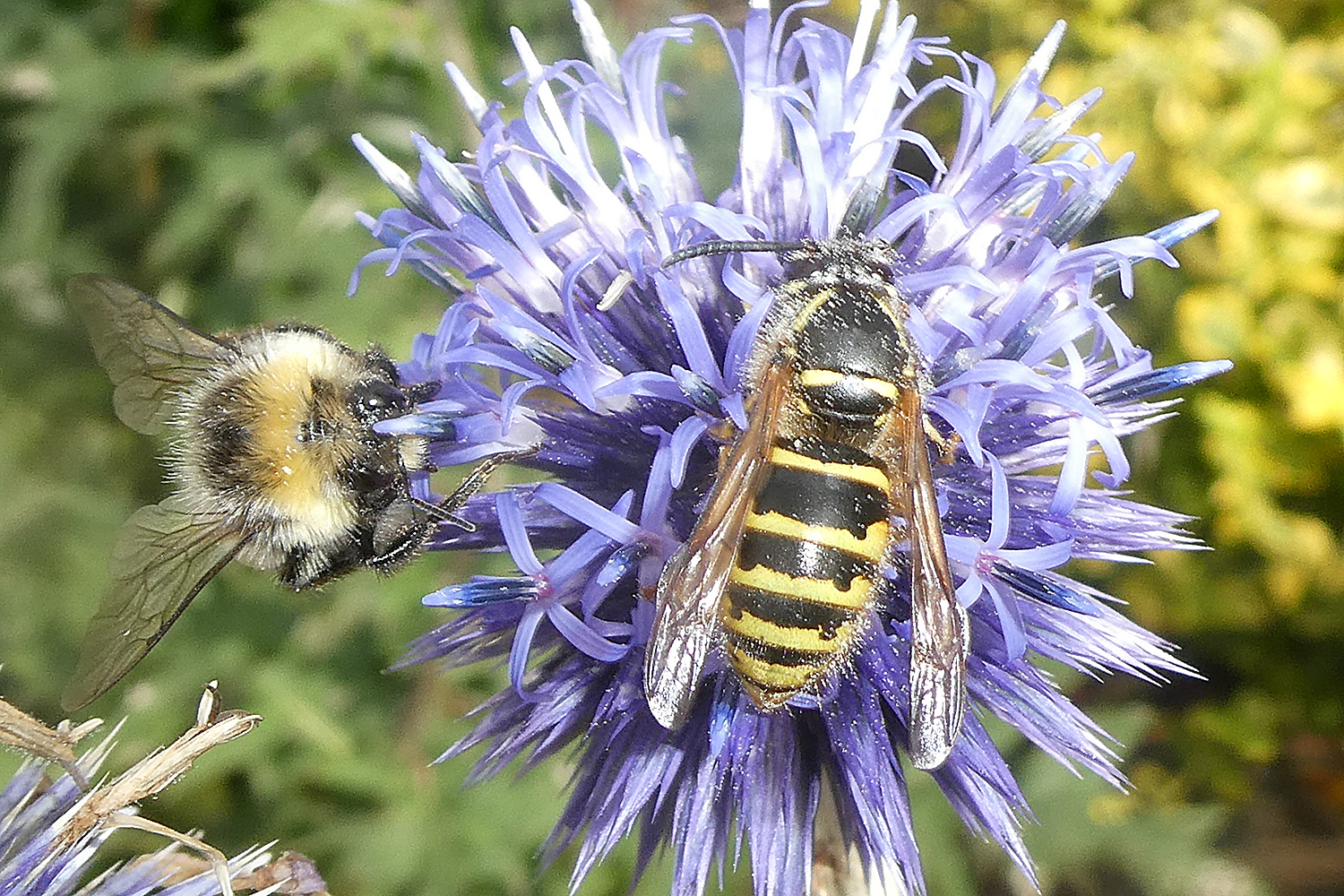 Wespe und Hummel an einer Blüte vereint