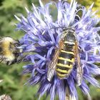 Wespe und Hummel an einer Blüte vereint