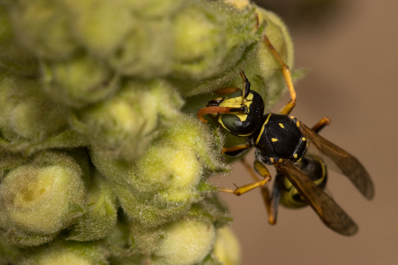 Wespe (..und keine Schwebfliege)