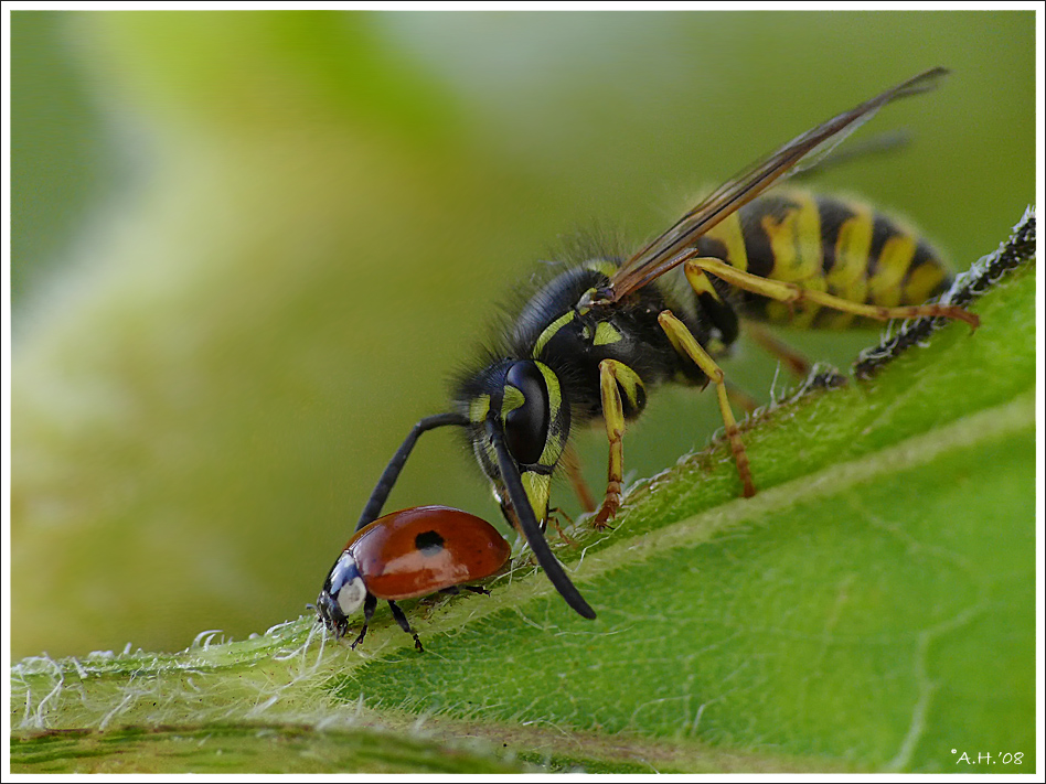 Wespe und Marienkäfer