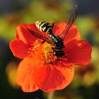 Wespe und Mohn