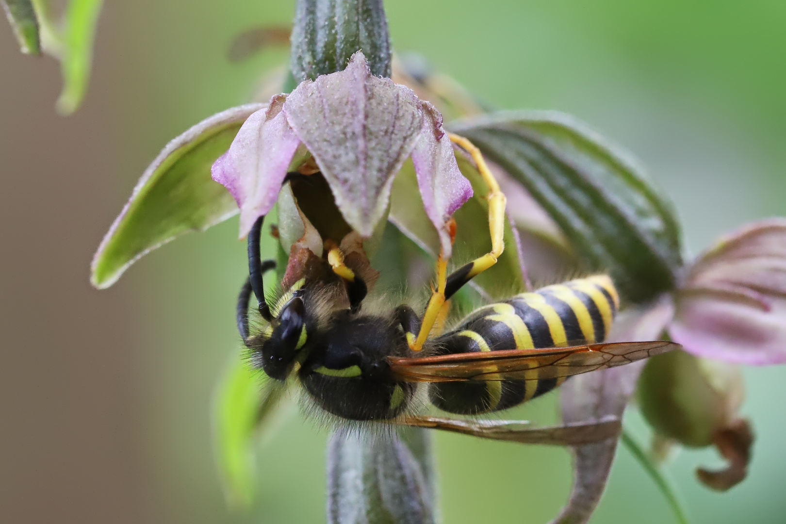 Wespe und Orchidee (2021_08_02_4758_ji)