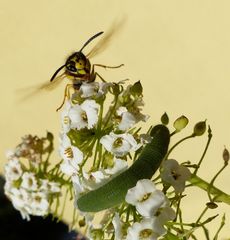 Wespe und Raupe des Kleinen Kohlweißlings 1/2