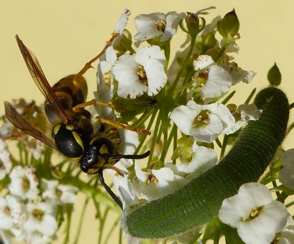 Wespe und Raupe des Kleinen Kohlweißlings 2/2