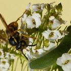 Wespe und Raupe des Kleinen Kohlweißlings 2/2