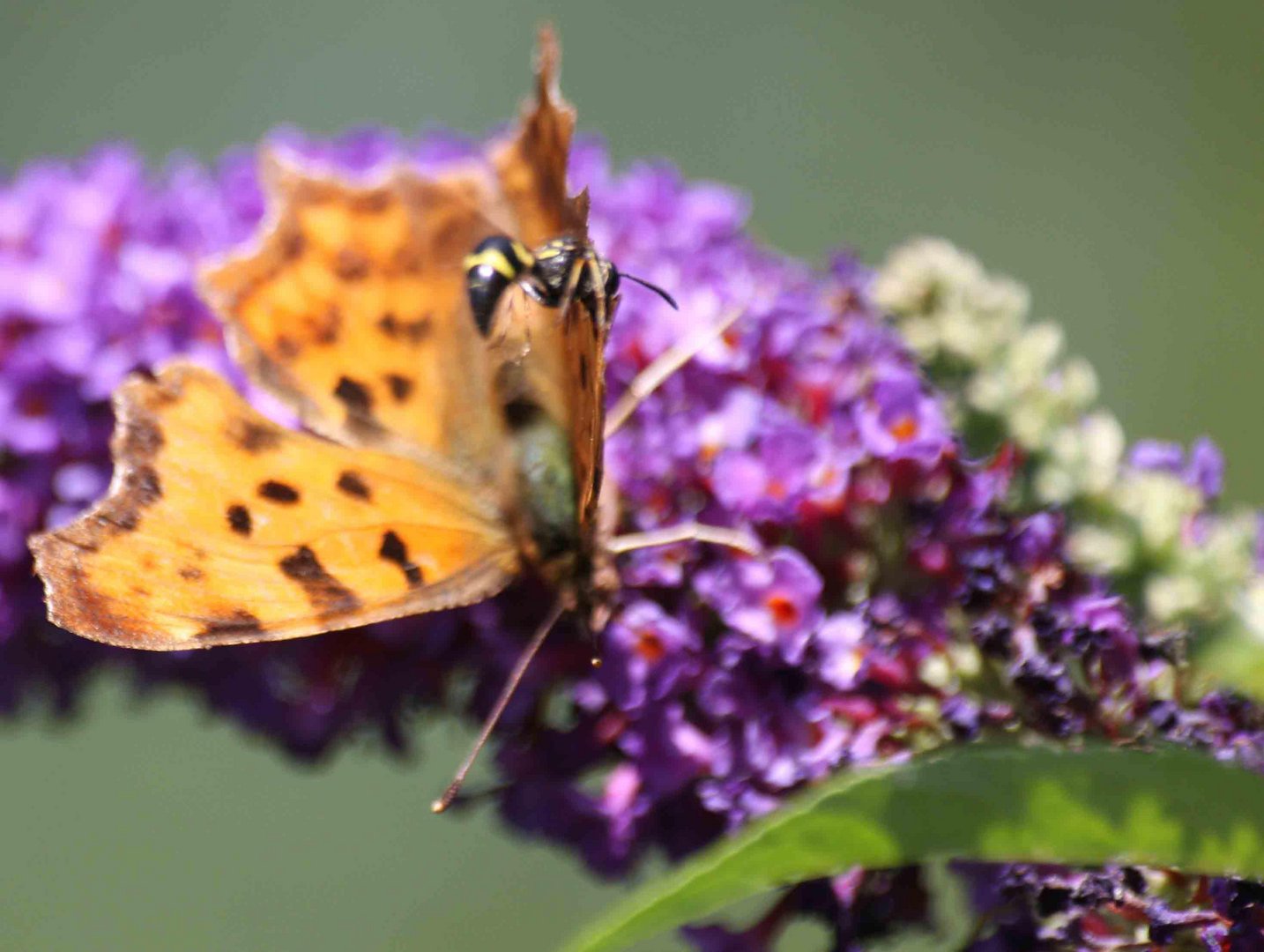 Wespe und Schmetterling