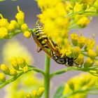 Wespe versteckt sich in der Goldrute