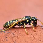 Wespe / Vespinae / wasp