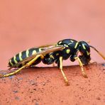 Wespe / Vespinae / wasp