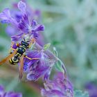 Wespe (Vespula vulgaris)