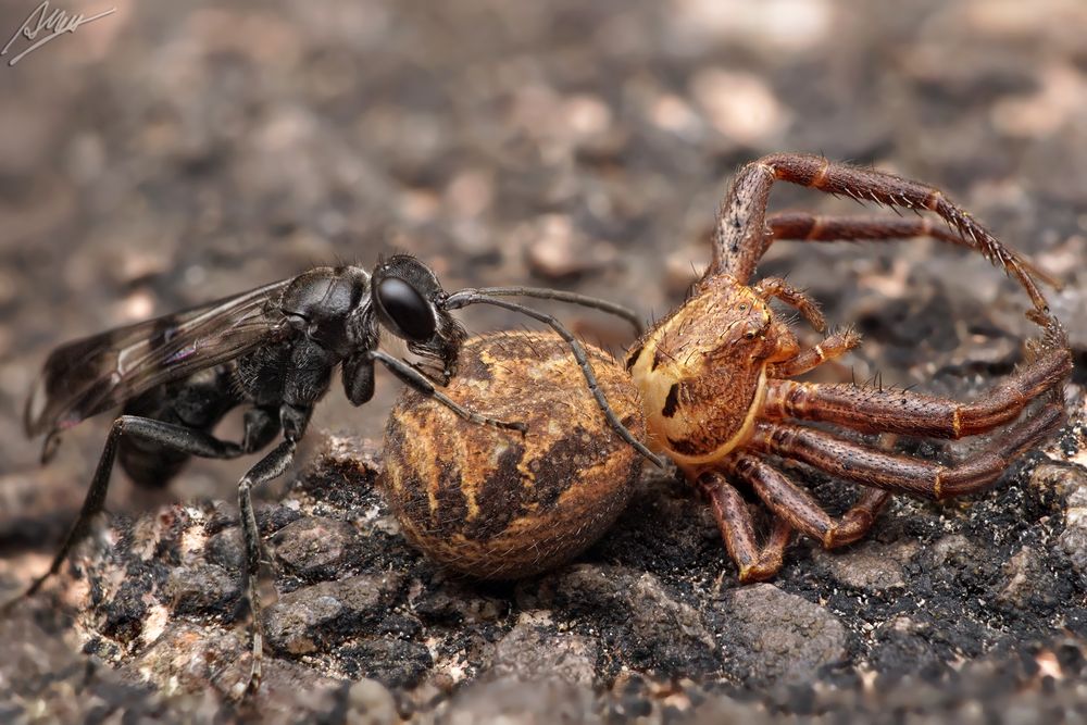 Wespe vs. Krabbenspinne