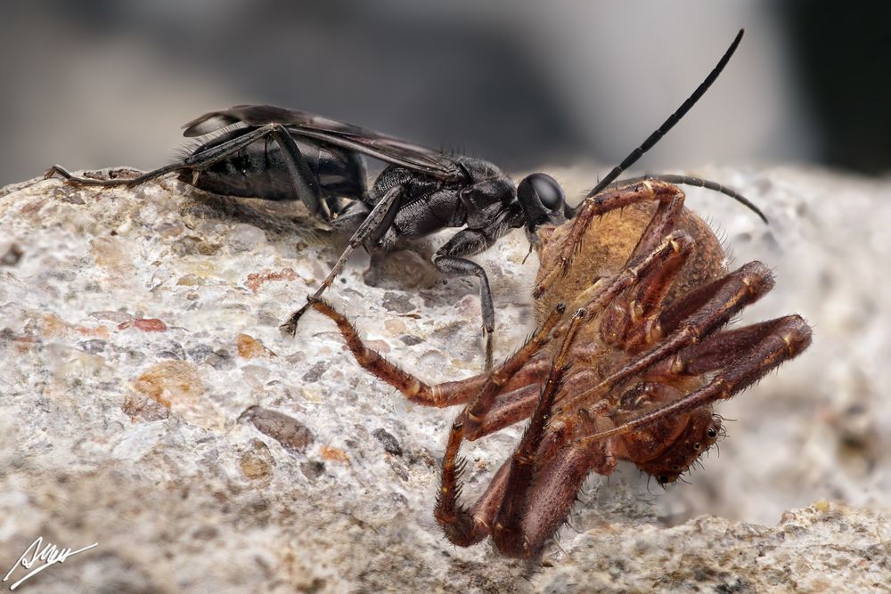 Wespe vs. Krabbenspinne Teil 2