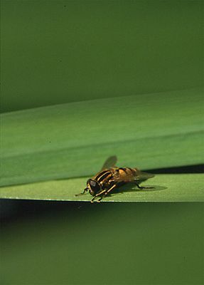 Wespe wartet auf was auch immer...