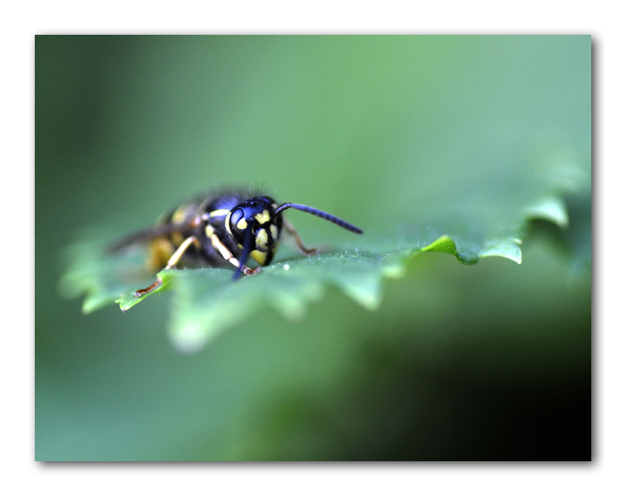 Wespe - wasp