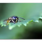 Wespe - wasp