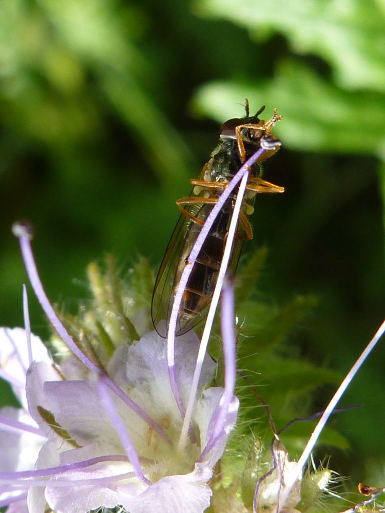 Wespe zu Tisch von Lumixkarin 