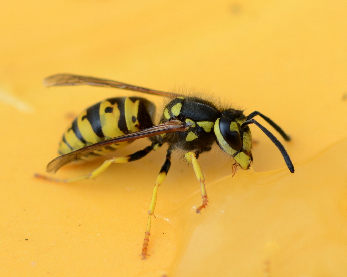 wespen 2 Foto & Bild tiere, wildlife, insekten Bilder auf