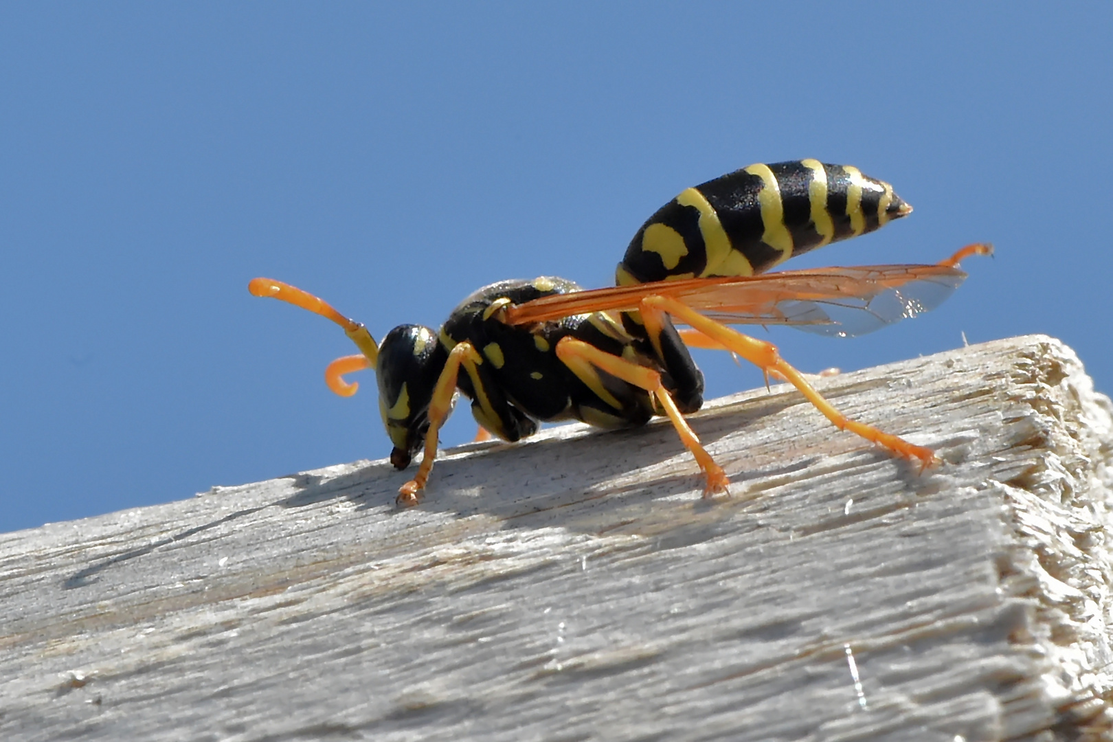 Wespen Aerobic