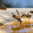Wespen am Honig