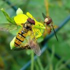 Wespen auf Blüte