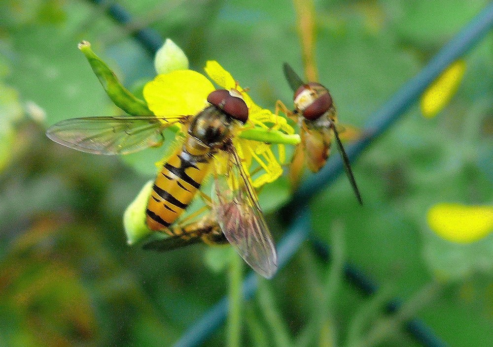 Wespen auf Blüte