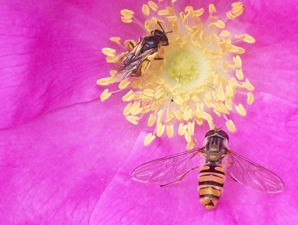 Wespen auf Blume