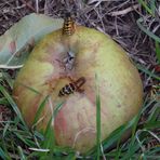 Wespen auf einem heruntergefallenen Apfel