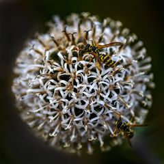 Wespen auf Kugeldistel