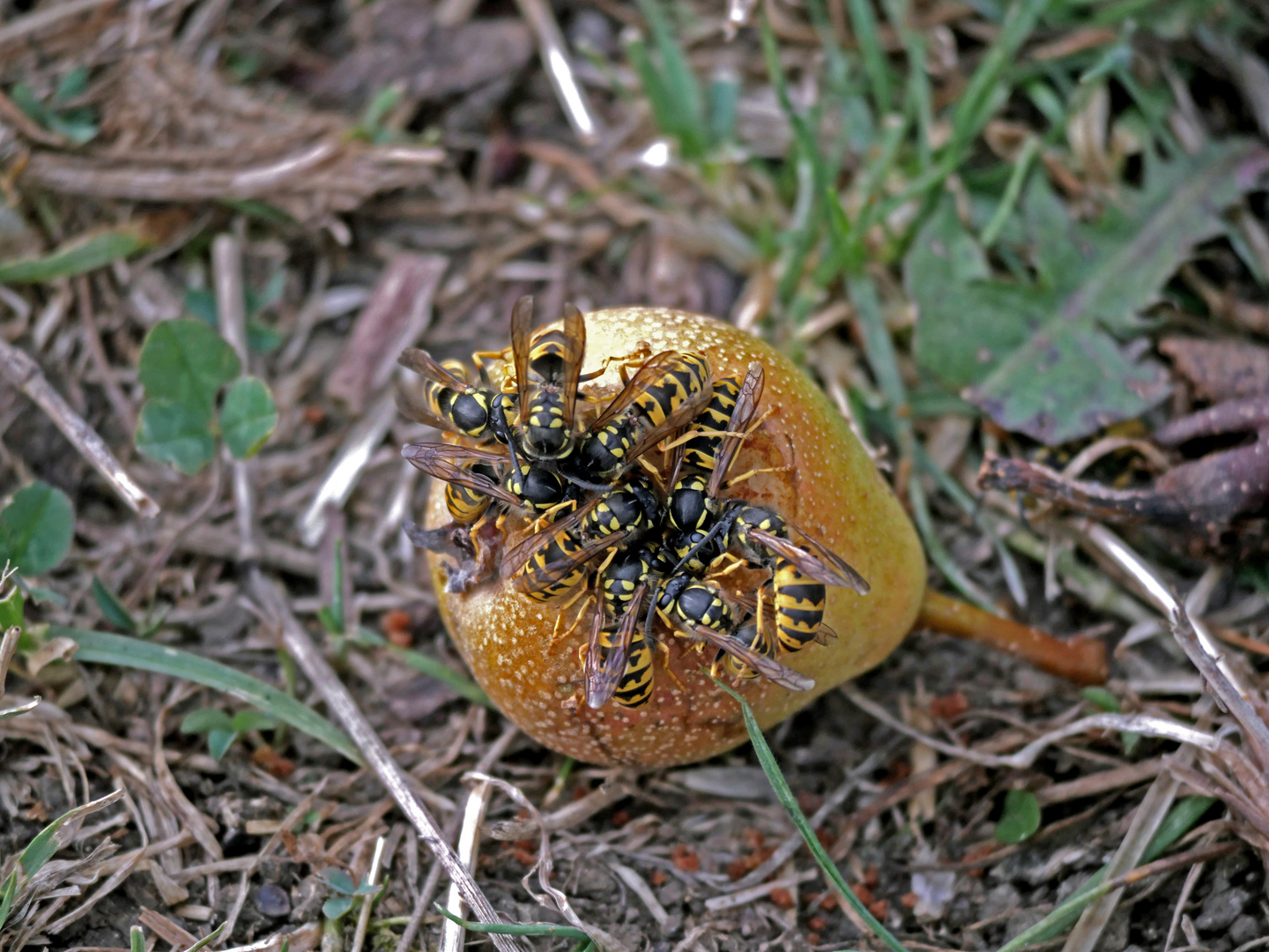 Wespen bei der Mahlzeit