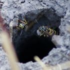 Wespen beim Häusel bauen