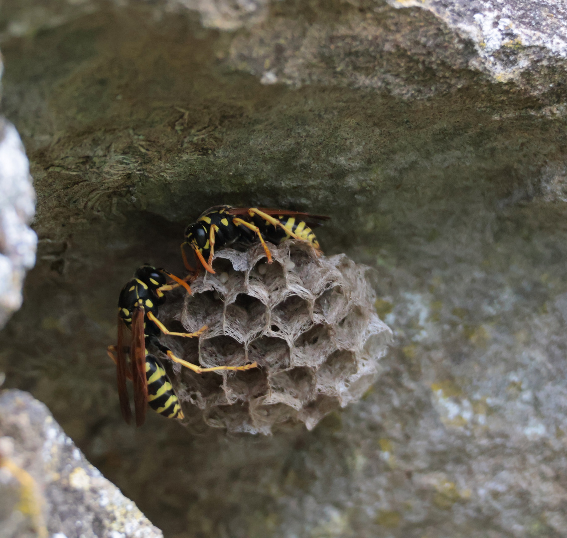 Wespen beim Nestbau