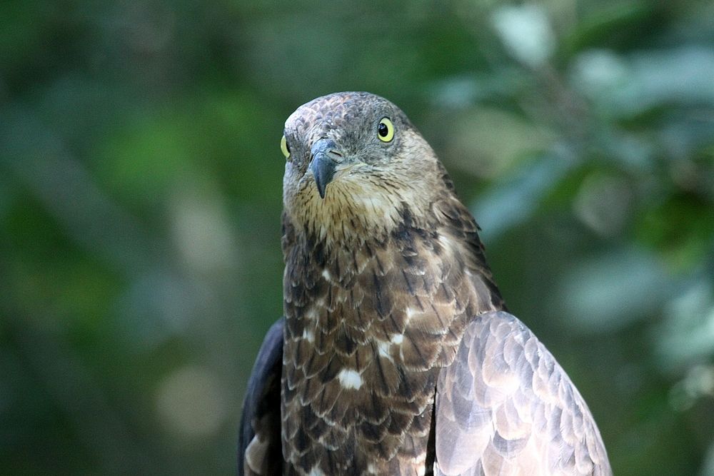 Wespen Bussard