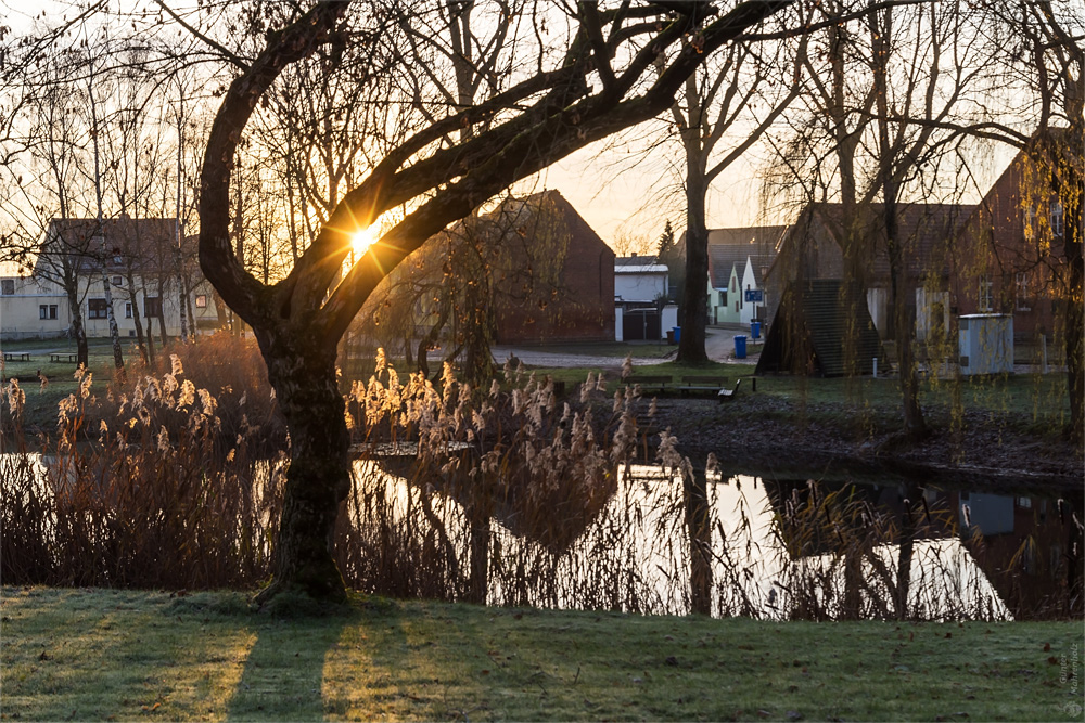 Wespen, Dorfteich am Morgen