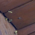 Wespen-Einflugschneise