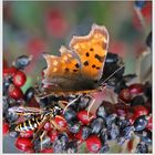 Wespen fressen keine Schmetterlinge