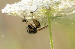 Wespen halten die Natur sauber