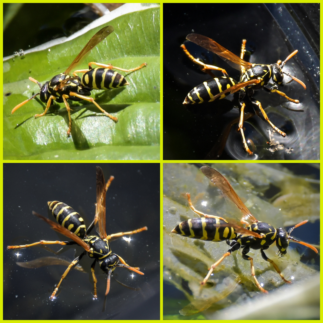 Wespen im Teich 070816