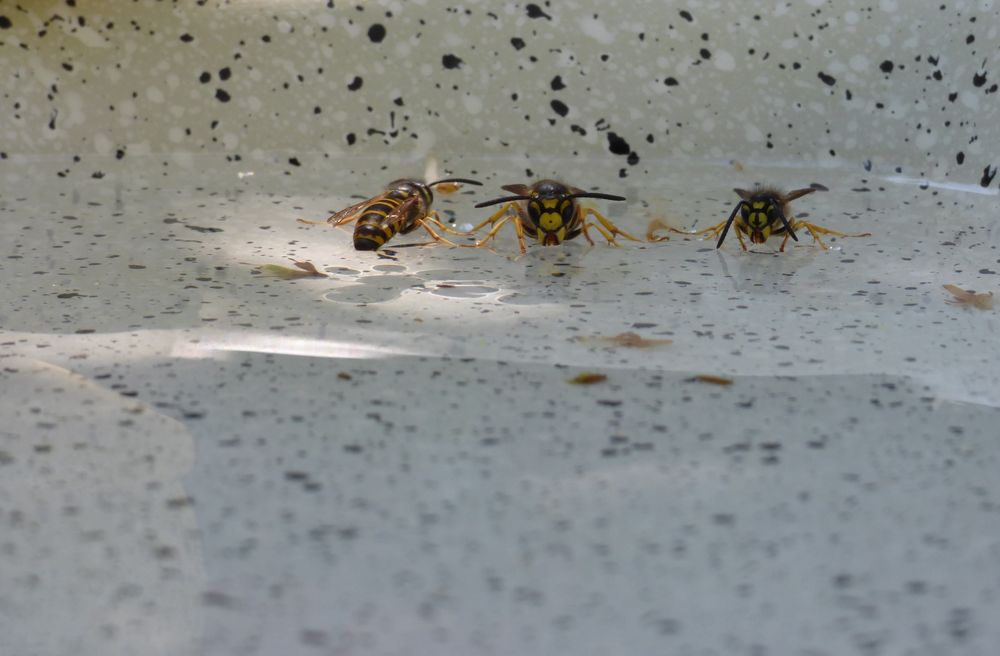 Wespen im Vogelbad