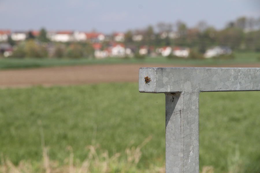 Wespen in Brücke 3