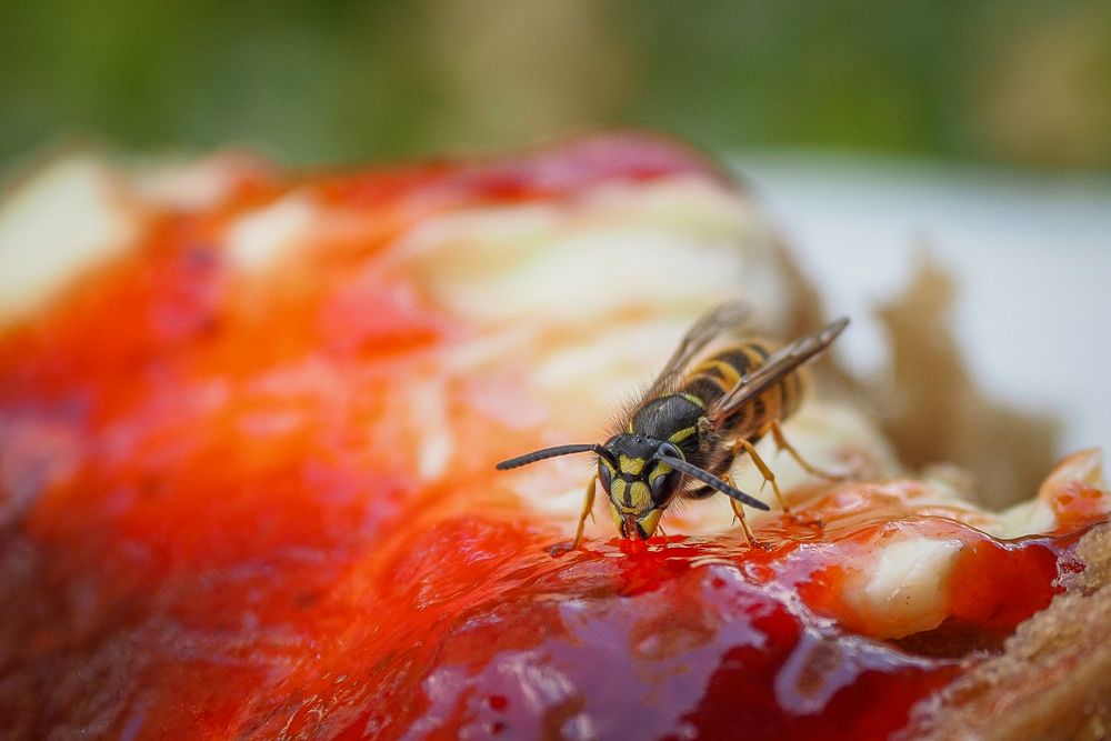 Wespen lieben Süßes