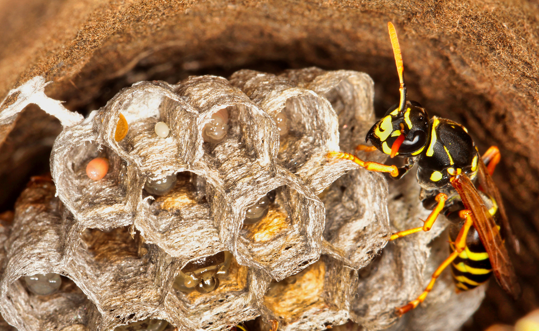 Wespen mit Nest