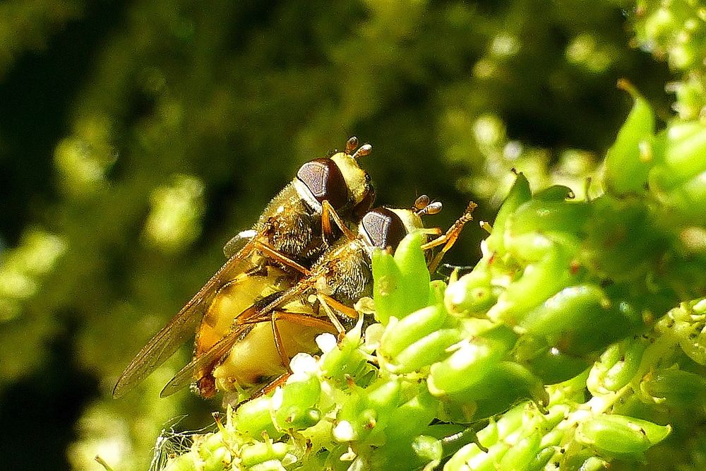 Wespen-Moderholzschwebfliege