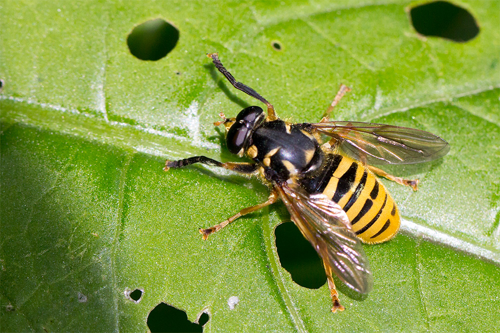 WespenModerholzschwebfliege Foto & Bild natur, fliegen, insekten Bilder auf
