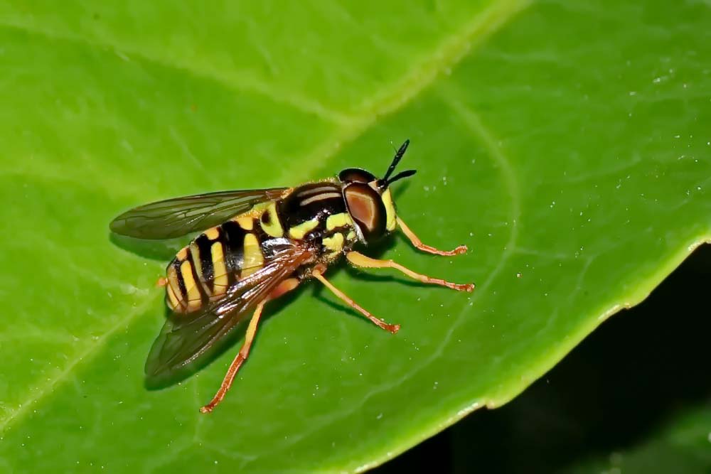 Wespen-Moderholzschwebfliege (Temnostoma vespiforme)