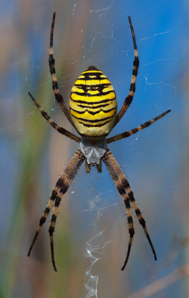 Wespen.- oder Tigerspinne