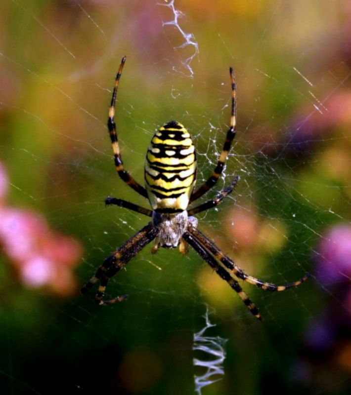 Wespen- oder Tigerspinne