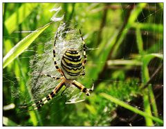 Wespen- oder Zebraspinne